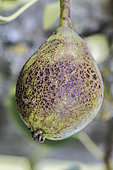 Scab sign on a pear. The fruit will be edible but of lesser gustative quality and not marketable.