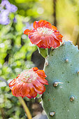 Quimilio Prickly Pear (Opuntia quimilo) flowers