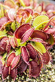 Venus flytrap (Dionaea muscipula) 'Giant Mansille', variety with large coloured traps.