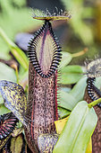 Sulawesi Nepenthes Urn (Nepenthes hamata, a carnivorous plant tinged with black.