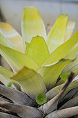 Brocchinia (Brocchinia tatei) rosette, protocarnivorous bromeliad