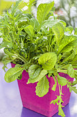 Mesclun grown in window boxes at the end of winter.