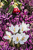 Flowers of the 'Joan of Arc' Crocus emerging from a winter heather (Erica carnea ''Mojave'), in February-March.