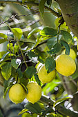 Meyer' lemon, a hybrid variety with a thin skin, appreciated by gourmets.