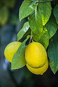 Meyer' lemon, a hybrid variety with a thin skin, appreciated by gourmets.