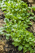 'Granon F1' lamb's lettuce, ideal for forced cultivation