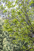 Chestnut tree attacked by the Chestnut Cynips (Dryocosmus kuriphilus): the foliage is sparse.