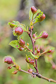 Chestnut gall wasp (Dryocosmus kuriphilus) attack