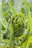 Prickly' artichoke, a variety from southern Europe
