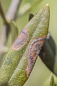 Symptom of peacock leaf spot (Spilocaea oleagina) on an olive leaf
