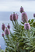 Madeira Vipersbugloss (Echium nervosum) endemic to Madeira and sometimes cultivated in Europe.