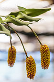 Floraison sous serre de Robiquetia cerina (forme jaune), une orchidée-bambou originaire des Philippines et de très grande taille.