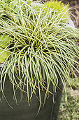 Japanese sedge (Carex oshimensis) 'Evergold' in pot