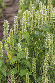 Agastache (Agastache urticola) 'Honey Bee White', an aromatic and very melliferous plant.