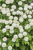 Disc mayweed (Matricaria sp) 'Spring Spirit' alias 'Virgo'. Capsules in white pompons, for cut flowers and pots.