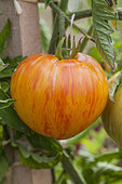 Tomato 'Copia'. Skin finely streaked with yellow and red, very nice fruit. Similar variety to Green Zebra.