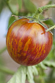 Tomate 'Violette Jasper' alias 'Tzi Bi'. Précoce, épiderme très coriace, lavé de vert et de rouge.