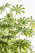 Hardy Tapioca (Manihot grahamii) Decorative and cold-resistant shrubby cassava.