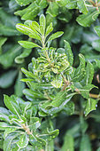 Pittosporum du japon (Pittosporum tobira) atteint par le Virus de la mosaïque (Rhabdovirus sp), France.