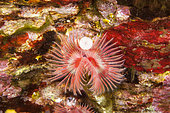 Tube worm, serpula vermicularis, Ponza island, Italy, Tyrrhenian Sea, Mediterranean