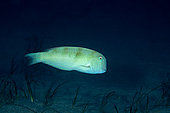 Pearly razorfish, (Xyrichtys novacula), Ponza island, Italy, Tyrrhenian Sea, Mediterranean