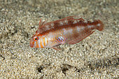 Pearly razorfish juvenile, (Xyrichtys novacula), Ponza island, Italy, Tyrrhenian Sea, Mediterranean
