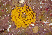 The egg mass of a dorid sea slug, Ponza island, Italy, Tyrrhenian Sea, Mediterranean
