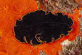 Black flatworm, (Pseudobiceros splendidus) on encrustating sponge, Ponza island, Italy, Tyrrhenian Sea, Mediterranean