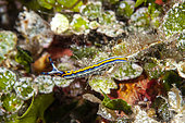 Nudibranch, (Thuridilla hopei), Ponza island, Italy, Tyrrhenian Sea, Mediterranean
