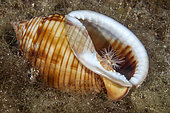 Sea anemone (Calliactis parasitica) usually associated with hermit crabs, here on a Mediterranean Bonnet shell (Semicassis granulata), Ponza island, Italy, Tyrrhenian Sea, Mediterranean