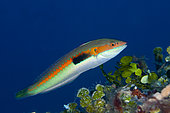 Mediterranean rainbow wrasse (Coris julis), Ponza Island, Italy, Tyrrhenian Sea