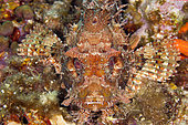 Great rockfish, Scorpaena scrofa, Ponza island, Italy, Tyrrhenian Sea, Mediterranean