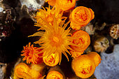 Yellow cave coral, (Leptopsammia pruvoti), Ponza island, Italy, Tyrrhenian Sea, Mediterranean