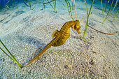 Short-snouted seahorse, (Hippocampus hippocampus), male, Ponza Island, Italy, Tyrrhenian Sea, Mediterranean Sea.