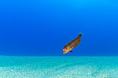Pearly razorfish juvenile, (Xyrichtys novacula), over a sandy bottom, Ponza island, Italy, Tyrrhenian Sea, Mediterranean