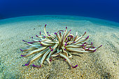 Actinaria, sand anemone, Condylactis aurantiaca, Ponza island, Italy, Tyrrhenian Sea, Mediterranean