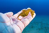 Short-snouted seahorse, (Hippocampus hippocampus), male, on bare hand, Ponza Island, Italy, Tyrrhenian Sea, Mediterranean Sea.