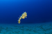 Sea horse (Hippocampus guttulatus), Ponza island, Italy, Tyrrhenian Sea, Mediterranean
