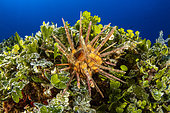Sea urchin, (Stylocidaris affinis), Ponza Island, Italy, Tyrrhenian Sea, Mediterranean