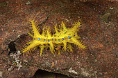 Setora (Setora sp), caterpillar, Peninsular Malaysia