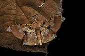 Geometer moth (Krananda lucidaria) imago on a leaf, Kinabalu NP, Borneo, Malaysia