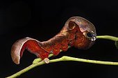 Owlet moth (Phyllodes sp) caterpillar, Kinabalu NP; Borneo, Malaysia