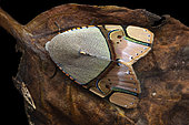 Noctuid moth (Ramadasa pavo), imago on a dead leaf, Kinabalu NP, Borneo, Malaysia