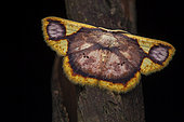 Geometer moth (Chrysocraspeda dracontias), imago, Kubah NP, Borneo, Malaisia