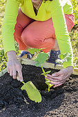 Planting a squash in spring, step by step.
