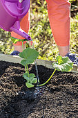 Planting a squash in spring, step by step.