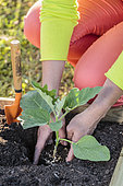 Planting an eggplant in spring, step by step.