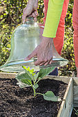 Planting an eggplant in spring, step by step, cover with a bell or other protection in cool weather.