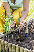 Woman transplanting leeks in a small square vegetable garden.