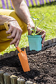 Plant a watermelon 'Sugar Baby' plant in a square vegetable garden in mid-May.